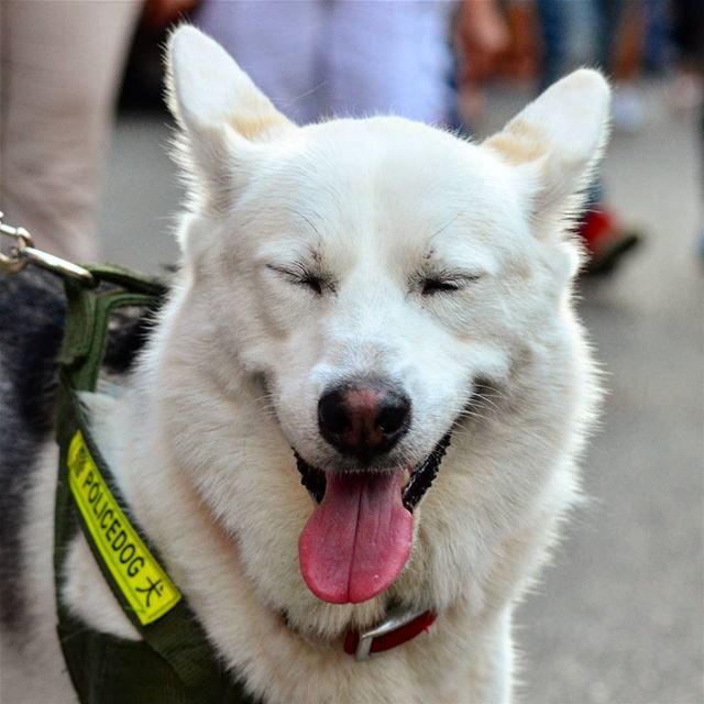 Happiest smile ever. Wof wof photography  dogs  animal  pets  white ... (Gemmayze)