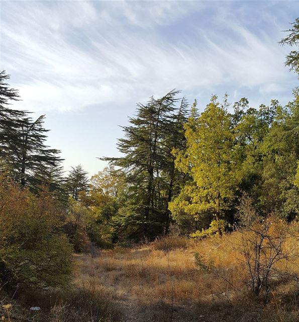 Happiness is a forest trail, a cold mountain breeze and your loved ones...