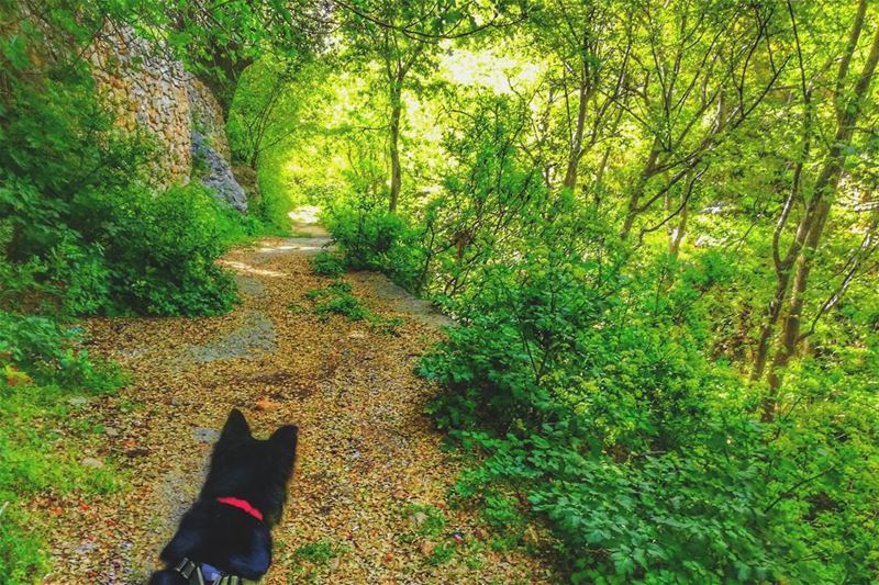 •• Happiness √ - Who's ready for a walk 🌾🇱🇧... (Niha Al Chouf)