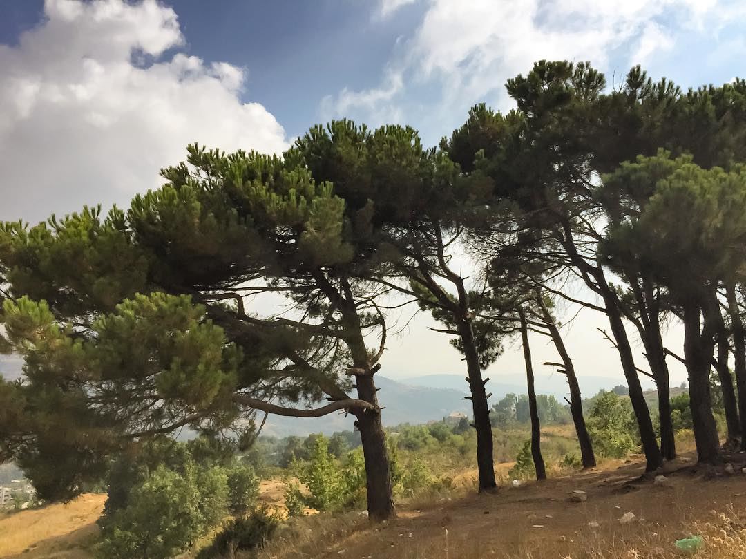 Happy dance  tree  pinetrees  clouds  cloudscape  treeoflife  ig_mood ... (Lebanon)