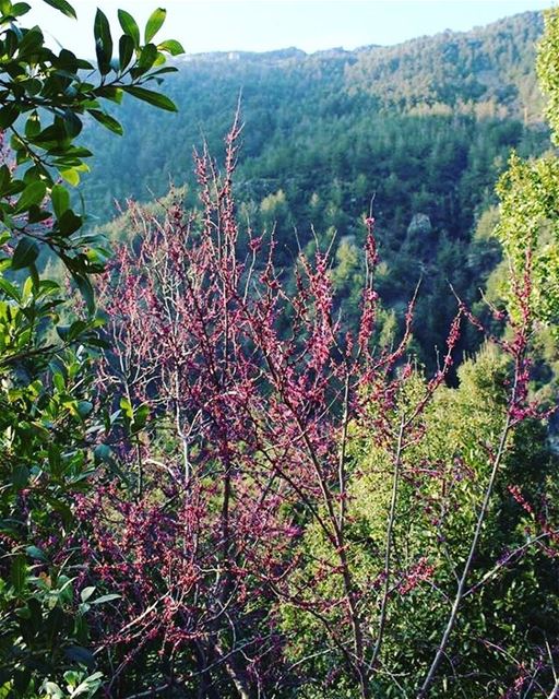 Happy Earth Day! JabalMoussa  livelovejabalmoussa  livelovelebanon ... (Jabal Moussa)