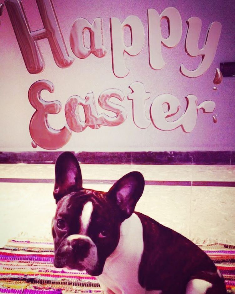 Happy Easter 🐇 🐣. happyeaster  bondthefrenchie  frenchbulldog ... (Beirut, Lebanon)
