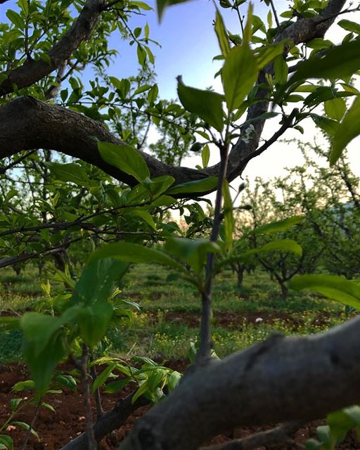 🌿🐣Happy Easter to everyone 🐥🌳 In the fields of Ammiq at the beginning... (`Ammiq, Béqaa, Lebanon)