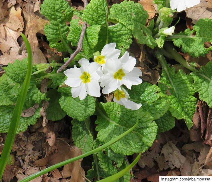 Happy Eid !!  JabalMoussa  unesco  unescomab  livelovejabalmoussa ... (Jabal Moussa Biosphere Reserve)