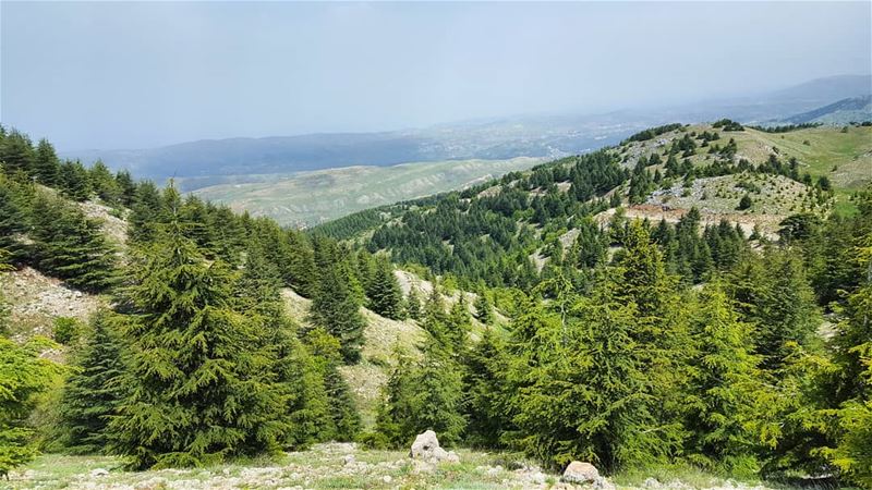 Happy hiking labour's day  hiking  holidays  livelovelebanon  lebanon ... (Bâroûk, Mont-Liban, Lebanon)