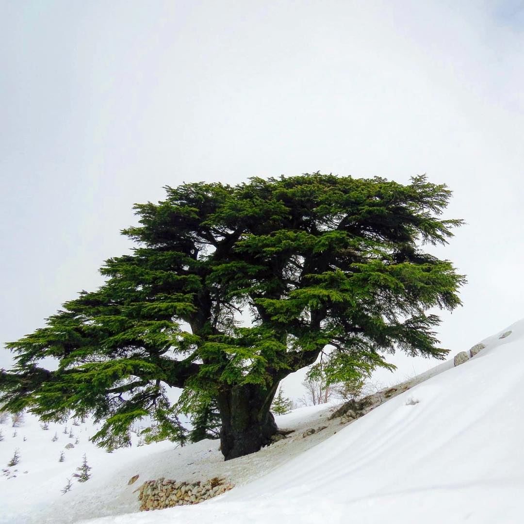 Happy independence day Lebanon 🇱🇧 Cidrus libani 2500 years old tree 🌲 ... (Mount Lebanon)
