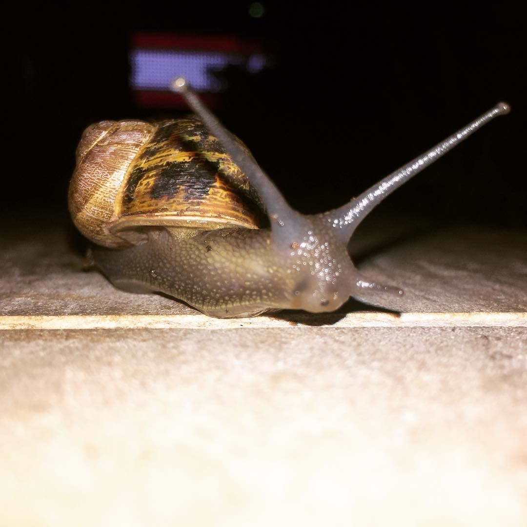  Happy Independence Day  snail  animal  beirut  beirutnightlife ... (Beirut, Lebanon)