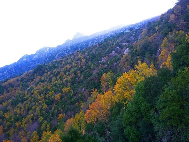Happy International Forest Day! JabalMoussa  IntlForestDay  lebanon_hdr ... (Jabal Moussa)