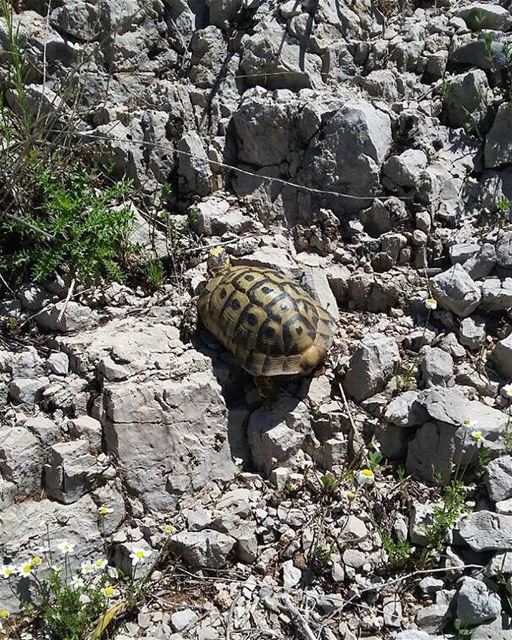 Happy Labor Day! JabalMoussa  unesco  biospherereserve  biodiversity ... (Jabal Moussa)