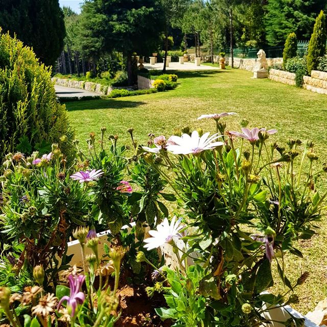 Happy monday everyone🇱🇧🇱🇧❤ garden  flowers  grass  beautifulday ...