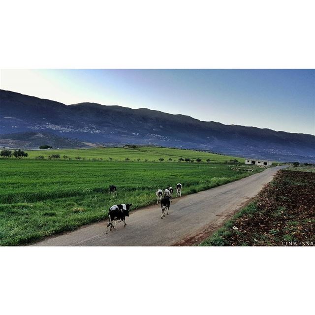 Happy monday to everyone!!! 🐄🐄🐄🐄 (Baaloûl, Béqaa, Lebanon)