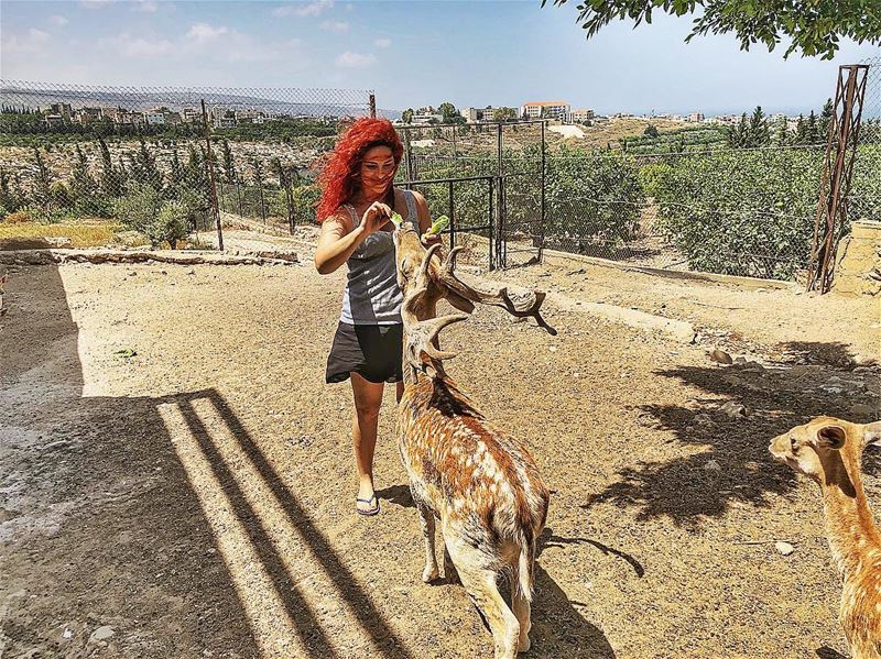 | Happy morning |  tyr  sour  deers  feedingtime  relax  lebanon ... (Al-Yasmine Guesthouse)