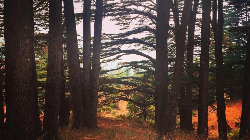 Happy Mother Nature... lebanon  cedars  cedarsoflebanon  trees  forest ... (Lebanon)