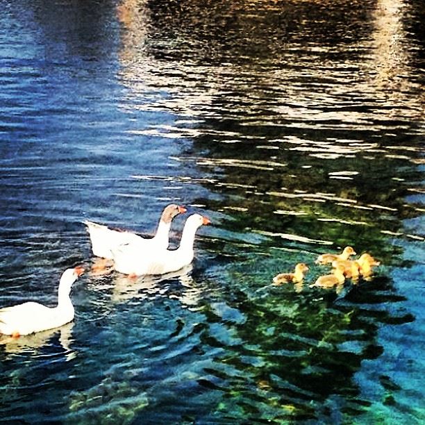 Happy Mother's Day ❤ happy  mother  day  love  nature  lebanon  baalbeck ...