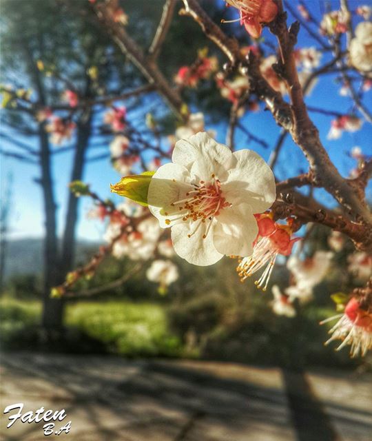 . Happy Mothers' Day... _________________________________________Follow👇... (Baakline, Mont-Liban, Lebanon)