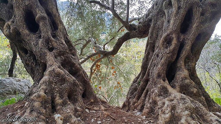 Happy  palm sunday🌞🍃.  tannourine  lebanon  wearetannourine ... (Tannourine)