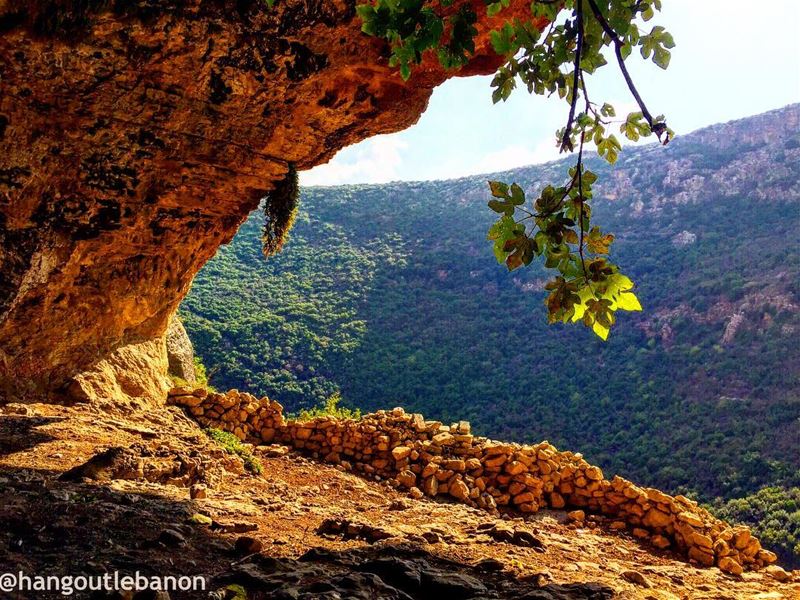 Happy Sunday ! Hope you’re enjoying the moment. How impressive this fig... (Zebquine South Lebanon)