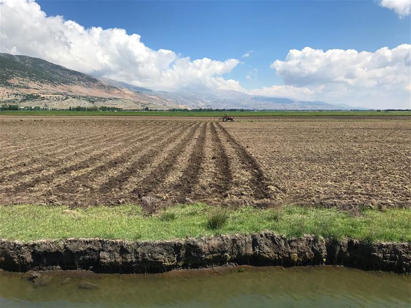 Happy World Environment Day! 🌳 Buy local and reduce your Food Miles --- 🍒 (West Bekaa)