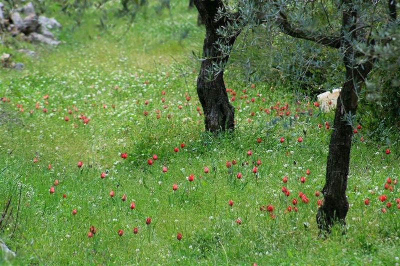  hardin  lebanon spring wildflowers nature naturephotography  natureza ... (Hardîne, Liban-Nord, Lebanon)