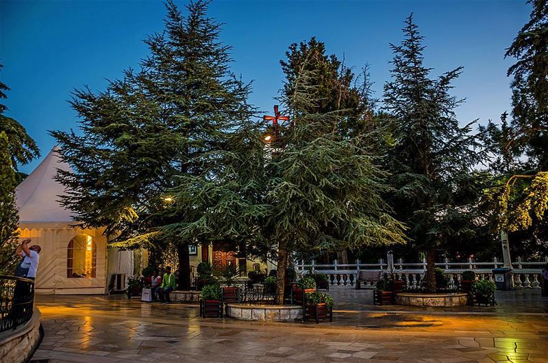  harissa  trees  lebanon ... (Harîssa, Mont-Liban, Lebanon)