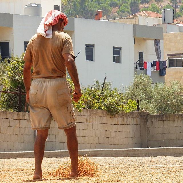 Harvest is more abundant onuntilled land.  insta_lebanon  ig_lebanon ... (Kfar Aaqqa, Liban-Nord, Lebanon)
