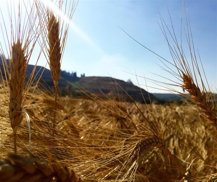 Harvest time !ترابك يابلادي بينبض أمل وحياة------------------------------ (Wadi Jilu, Al Janub, Lebanon)