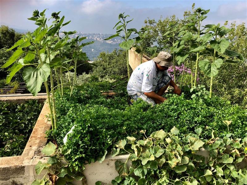 Harvesting parsley and cucumbers on the roof. Best location to grow a... (Dayr Al Qamar, Mont-Liban, Lebanon)