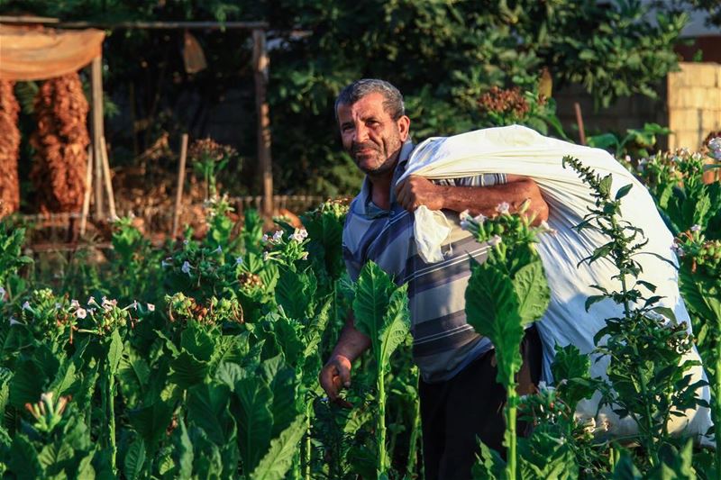 Harvesting the tobacco leafs: Regie Contest  regie  tobacco  green ...