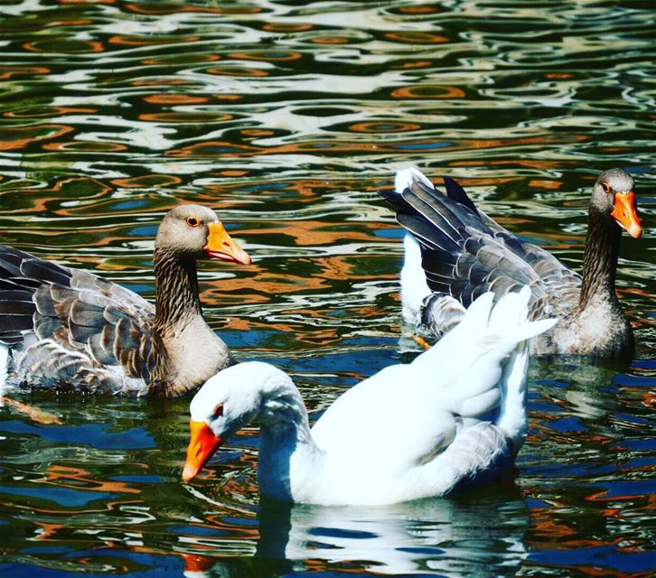  Hasbaniriver duck nature southlebanon  livelovelebanon❤️ hasbani...