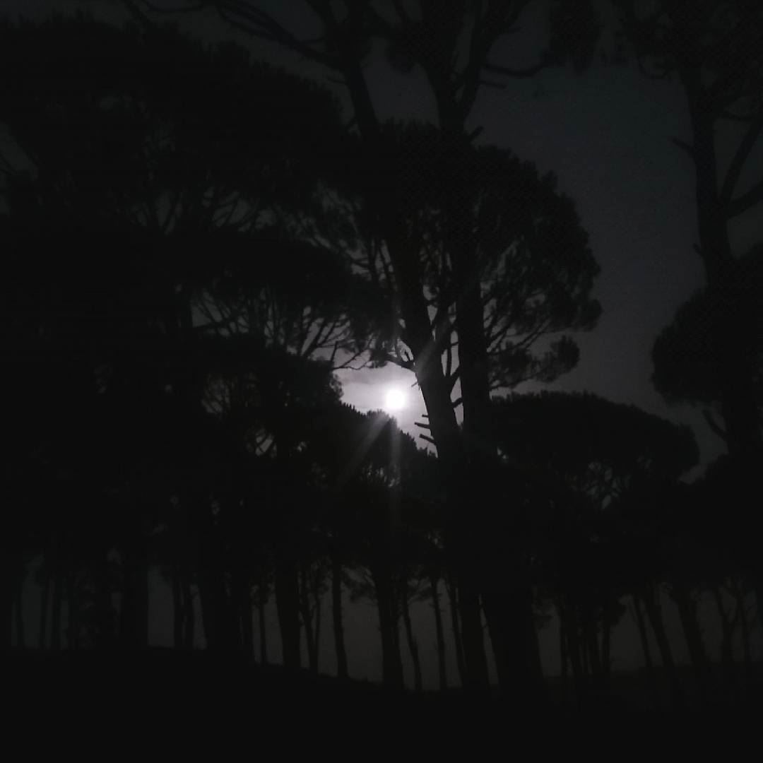  hasbaya snobar pine pinecone trees tree photobyme moon full white...