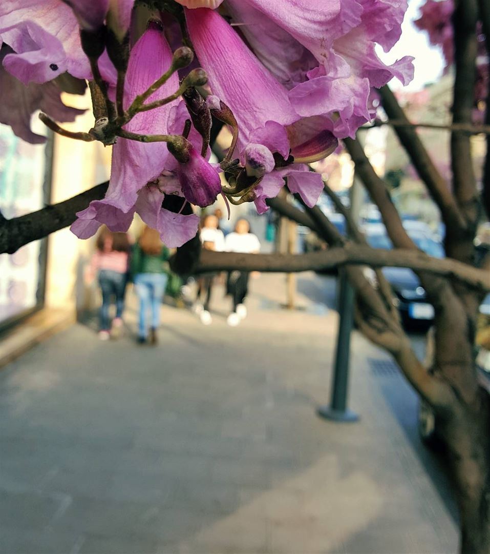 Have a beautiful..Successful..Colorful..Monday...🌸🌸🌸🌸🌸🌸🌸🌸... (Downtown Beirut)