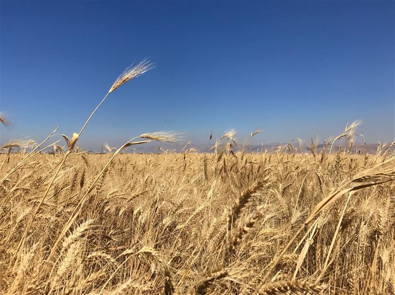 🌾 Have a beautiful Sunday 🌾 (West Bekaa)