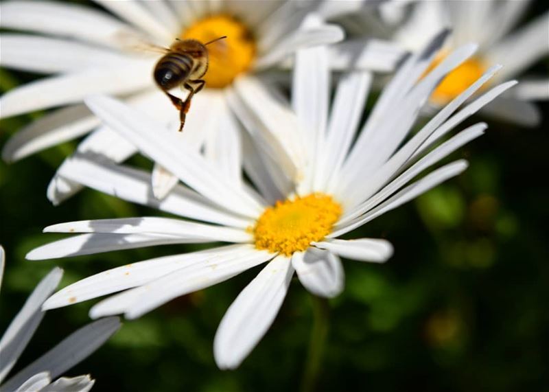 have a  beeyoutiful  morning 🌸 flower  bee  spring  closeup  macro ...