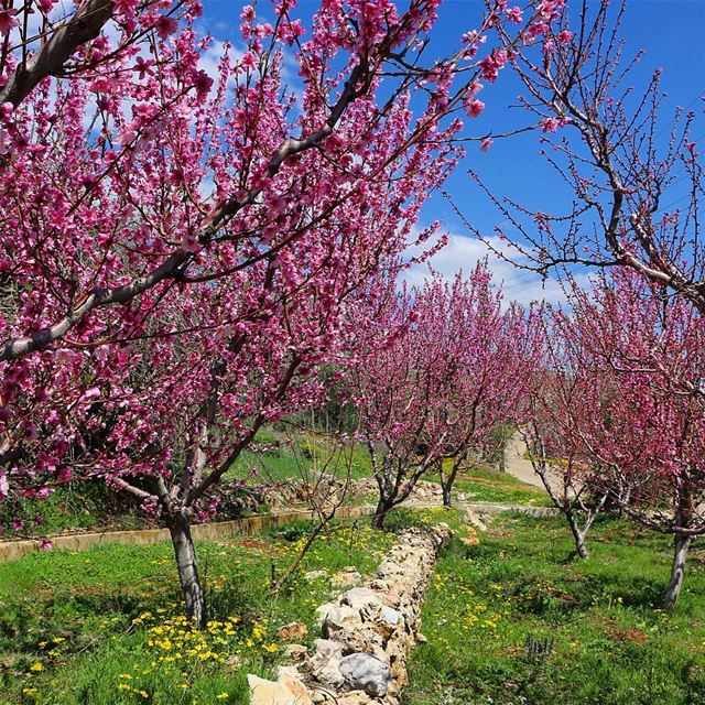 Have a blessed Friday.... spring springflowers flowers flower bloom... (West Bekaa)