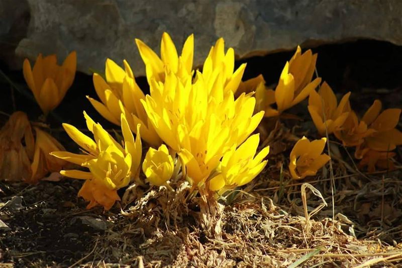 Have a  Blooming good day! JabalMoussa  unescomab  unesco ...