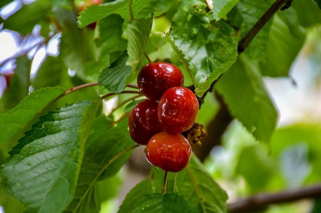 Have a Cherry Full Day 🍒 -📍Marjaba, Mount Lebanon 🇱🇧- cherry ... (Marjaba, Mont-Liban, Lebanon)
