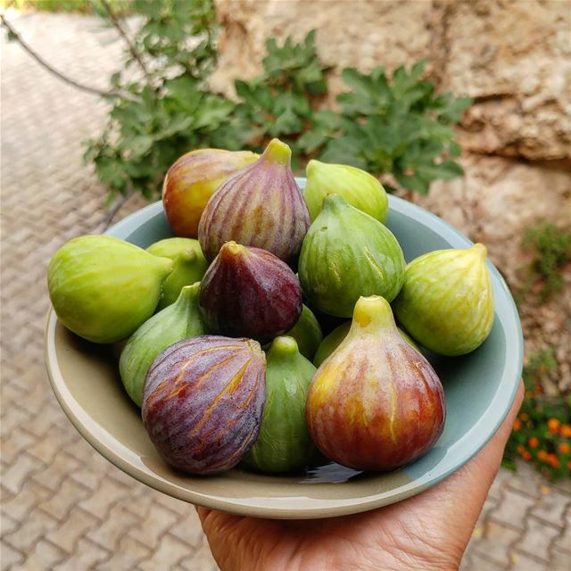 Have a couple, just picked!  figs  figtree  Lebanon  lebanese ... (Dayr Al Qamar, Mont-Liban, Lebanon)
