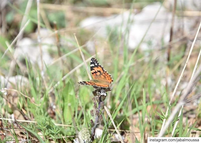 Have a fruitful day and a  Butterfly spirit. JabalMoussa  unesco ... (Jabal Moussa Biosphere Reserve)