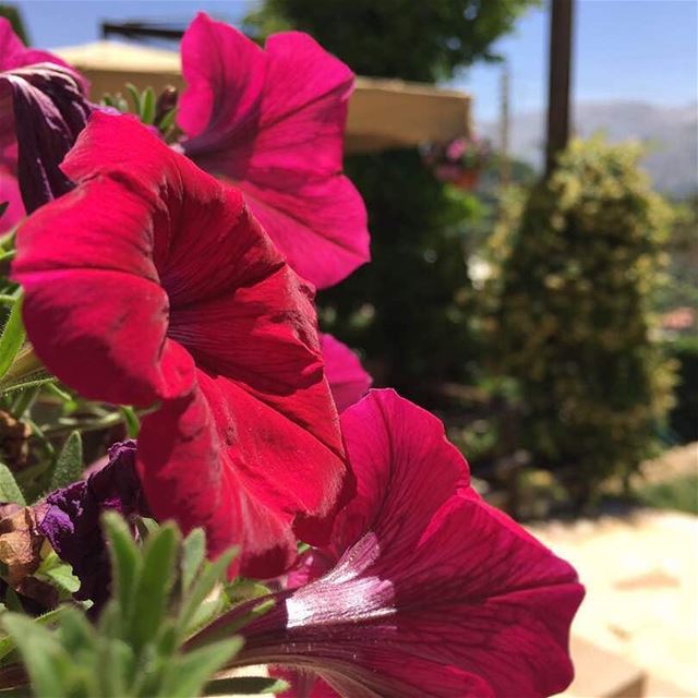 Have a good mid of the week 🌺  jalsat  restaurant  mayrouba  mountains ... (Jalsat)