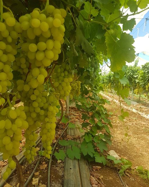 Have a Grape day😊🍇  ig_lebanon  livelovelebanon❤️  lebanonspotlights ...