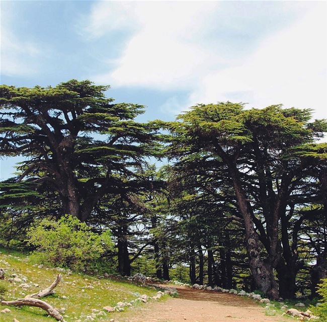 Have a great week Igers... 🇱🇧 lebanon  lebanon_hdr  ig_lebanon ... (Barouk Cedar Forest)