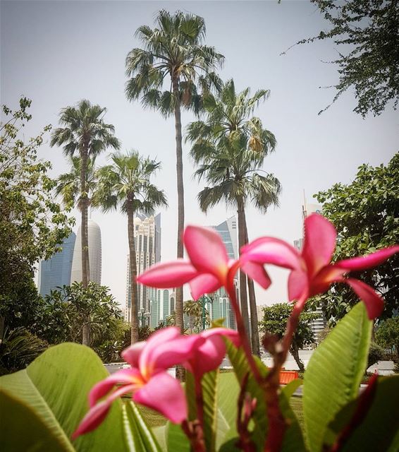 Have a great weekend beautiful Doha 🌹🇶🇦 myphoto  great  weekend ... (Sheraton Park ( Doha, Qatar ))