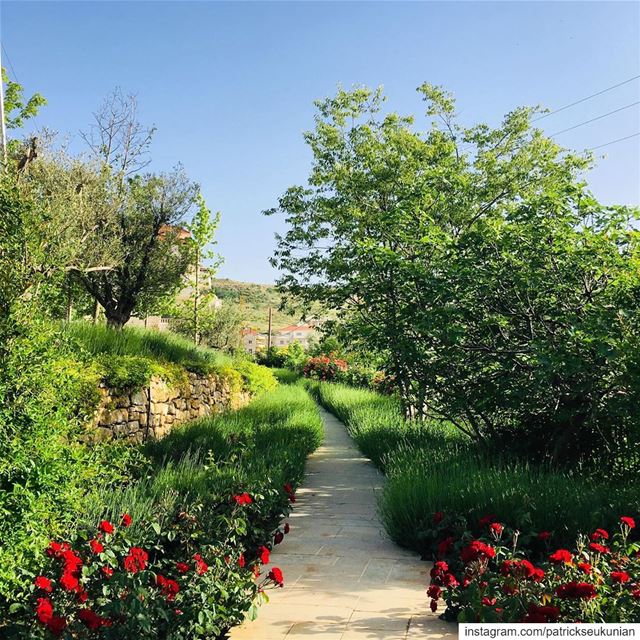 Have A Green Monday. cedar  man  nature  mountain  lebanon  beirut ... (Bhamdoûn, Mont-Liban, Lebanon)