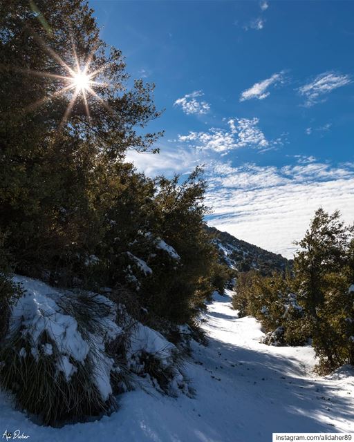 Have a lovely Sunday ☀️❄.... snow mountain paradise watershot... (Maaser El Shouf Cedar Reserve محمية ارز معاصر الشوف)