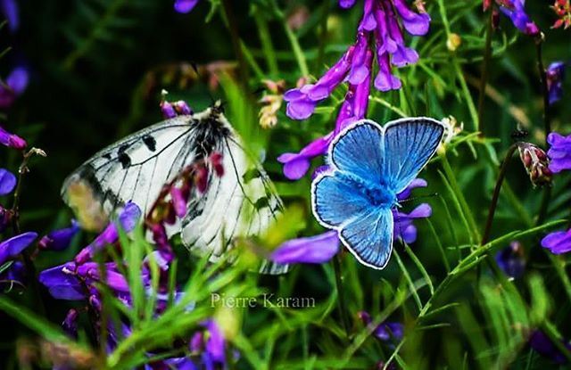 Have a  peaceful  day blue  butterfly  green  nature  lebanon  lebanese ...