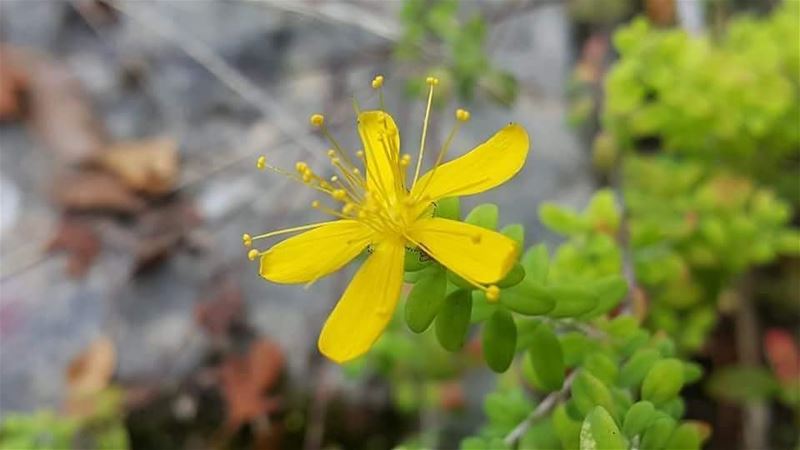 Have a wonderful weekend ahead. JabalMoussa  unescomab  unesco ... (Jabal Moussa Biosphere Reserve)