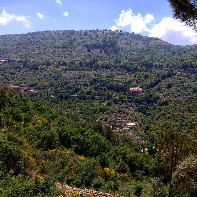Have got to go checkout the broom covered hills a bit closer. Their season... (Dayr Al Qamar, Mont-Liban, Lebanon)