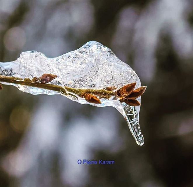  have   warm  stay  freezing  snow  branch  life  lebanon  lebanese ...