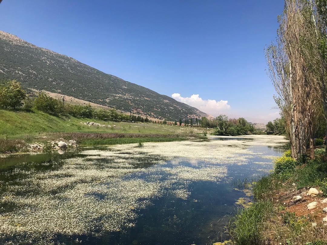 Have you ever seen lakes full of white flowers ❓‼️............... (West Bekaa)