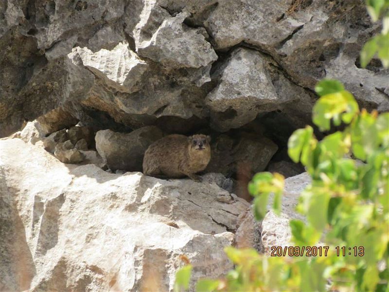 Have you ever spotted a Tabsoun in Jabal Moussa?Share a photo with us and...